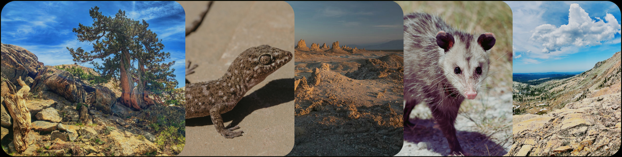 Nature scenes including mountains, wildlife, and landscapes